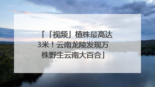「视频」植株最高达3米！云南龙陵发现万株野生云南大百合
