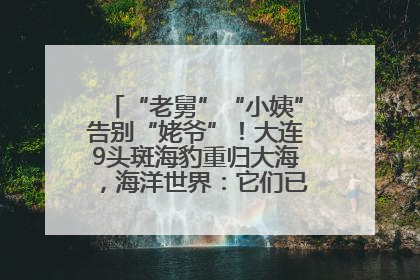 “老舅”“小姨”告别“姥爷”！大连9头斑海豹重归大海，海洋世界：它们已具备野外生存能力