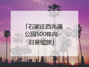 石家庄西兆通公园500株向日葵绽放