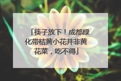 筷子放下！成都绿化带桔黄小花并非黄花菜，吃不得