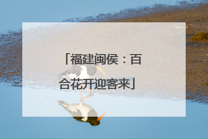 福建闽侯：百合花开迎客来