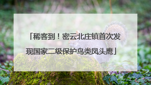 稀客到！密云北庄镇首次发现国家二级保护鸟类凤头鹰