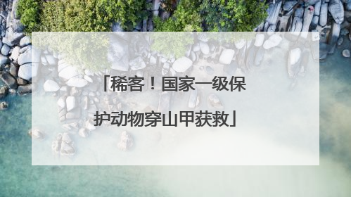 稀客！国家一级保护动物穿山甲获救