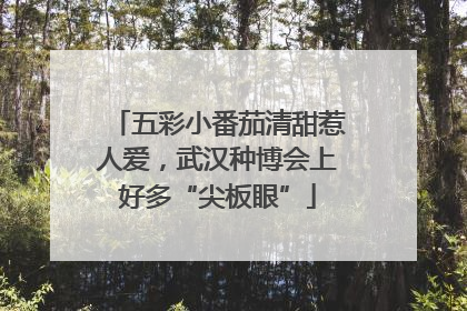 五彩小番茄清甜惹人爱，武汉种博会上好多“尖板眼”