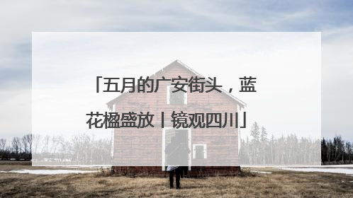 五月的广安街头，蓝花楹盛放丨镜观四川