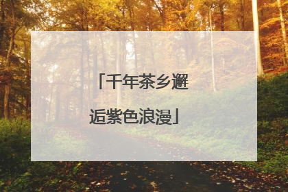 千年茶乡邂逅紫色浪漫
