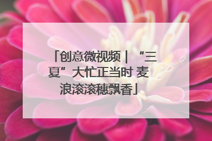 创意微视频｜“三夏”大忙正当时 麦浪滚滚穗飘香
