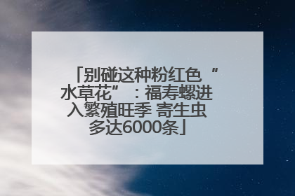 别碰这种粉红色“水草花”：福寿螺进入繁殖旺季 寄生虫多达6000条