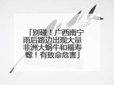 别碰！广西南宁雨后路边出现大量非洲大蜗牛和福寿螺！有致命危害