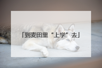到麦田里“上学”去