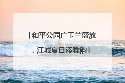 和平公园广玉兰盛放，江城夏日添雅韵