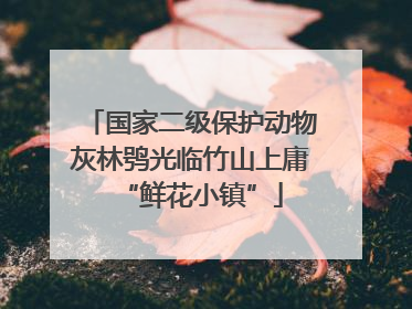 国家二级保护动物灰林鸮光临竹山上庸“鲜花小镇”