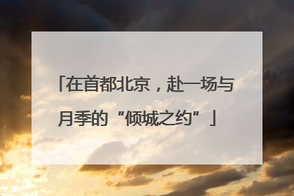 在首都北京，赴一场与月季的“倾城之约”