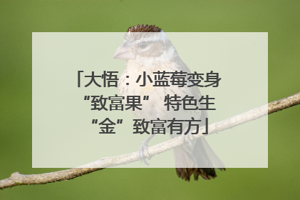 大悟：小蓝莓变身“致富果” 特色生“金”致富有方
