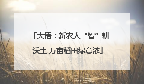 大悟：新农人“智”耕沃土 万亩稻田绿意浓