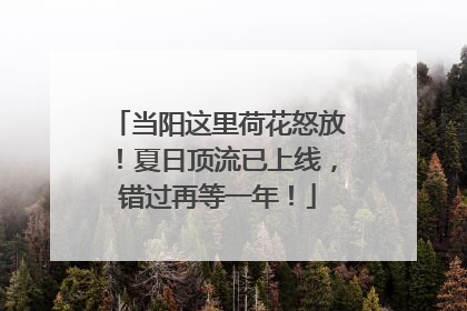 当阳这里荷花怒放！夏日顶流已上线，错过再等一年！