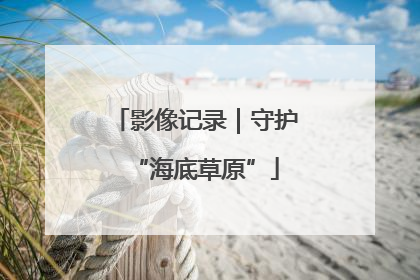 影像记录｜守护“海底草原”