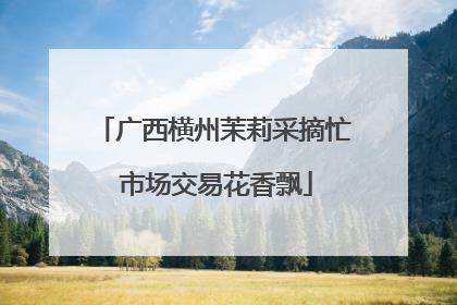广西横州茉莉采摘忙 市场交易花香飘