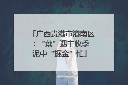 广西贵港市港南区：“藕”遇丰收季 泥中“掘金”忙