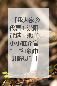 我为家乡代言！崇阳评选一批“小小推介官”“红领巾讲解员”