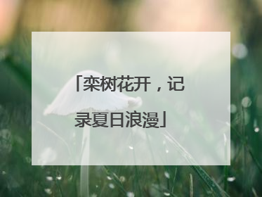 栾树花开，记录夏日浪漫