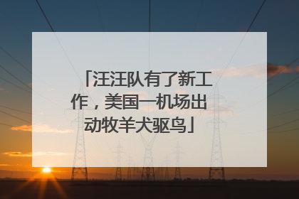 汪汪队有了新工作，美国一机场出动牧羊犬驱鸟