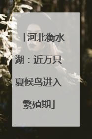 河北衡水湖：近万只夏候鸟进入繁殖期