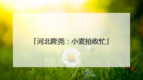 河北隆尧：小麦抢收忙