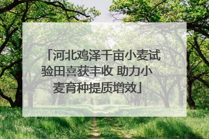 河北鸡泽千亩小麦试验田喜获丰收 助力小麦育种提质增效