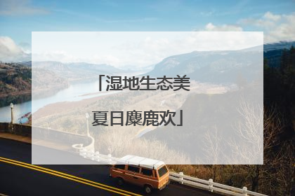 湿地生态美 夏日麋鹿欢