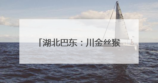 湖北巴东：川金丝猴种群数量稳步增加