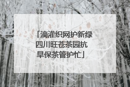 滴灌织网护新绿 四川旺苍茶园抗旱保茶管护忙