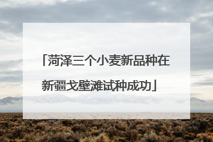 菏泽三个小麦新品种在新疆戈壁滩试种成功