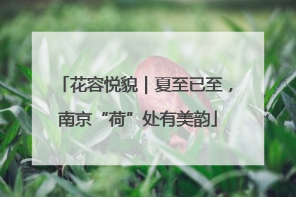 花容悦貌｜夏至已至，南京“荷”处有美韵