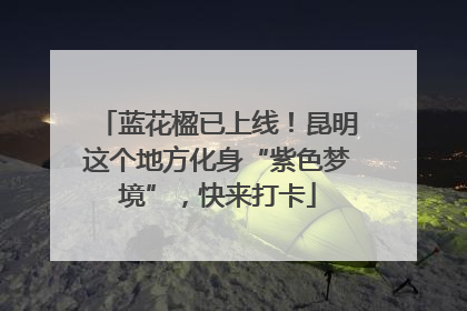 蓝花楹已上线！昆明这个地方化身“紫色梦境”，快来打卡