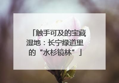 触手可及的宝藏湿地：长宁绿道里的“水杉镜林”