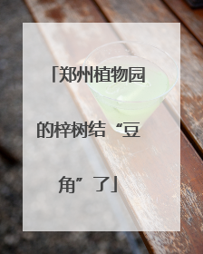 郑州植物园的梓树结“豆角”了