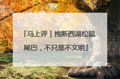 马上评｜拽断西湖松鼠尾巴，不只是不文明